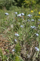 Myosotis lithospermifolia