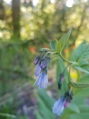 Mertensia paniculata