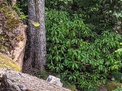 Rhododendron macrophyllum