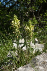 Pedicularis sibthorpii
