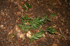Ruscus hypoglossum