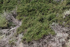 Quercus pacifica