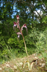 Himantoglossum comperianum