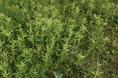 Pentanema germanicum