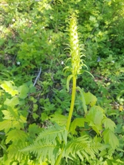 Pedicularis bracteosa