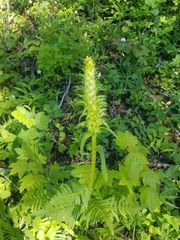 Pedicularis bracteosa