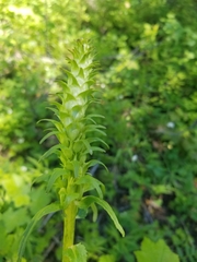 Pedicularis bracteosa