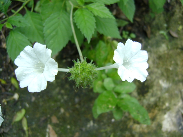 Varronia ambigua