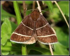 Argyrostrotis quadrifilaris