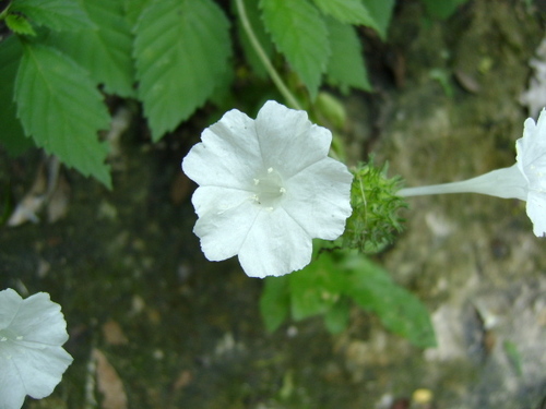 Image of Varronia Ambigua (Varronia ambigua) by (c) Tereso Hernández Morales, some rights reserved (CC BY)