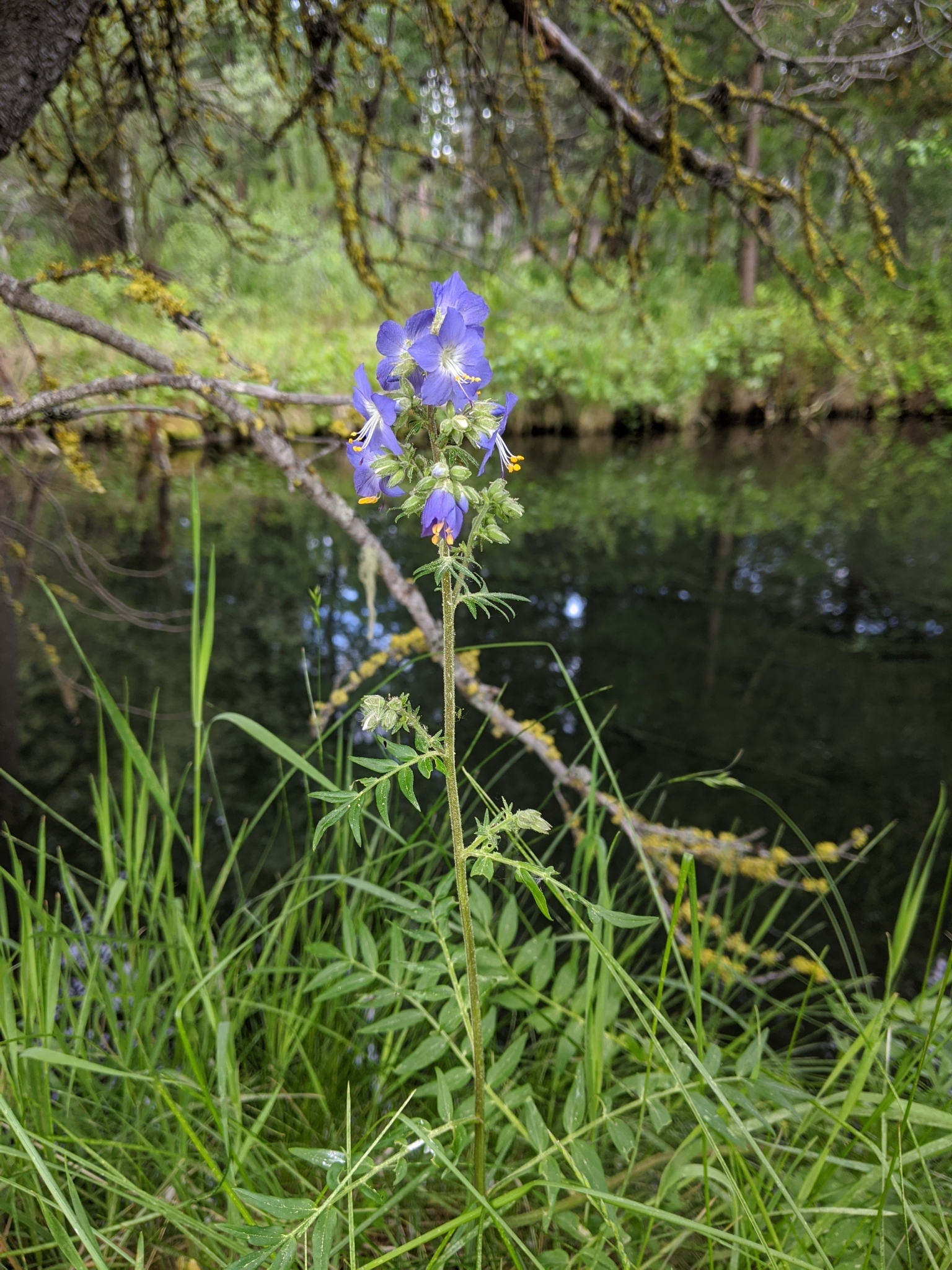 Polemonium occidentale ssp. lacustre