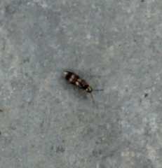 Lepidocyrtus fimicolus