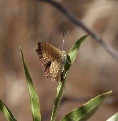 Calephelis arizonensis