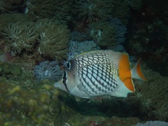 Chaetodon xanthurus