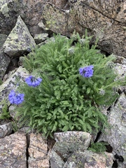 Polemonium confertum