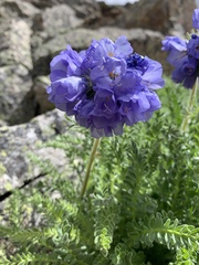 Polemonium confertum
