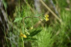 Geum macrophyllum perincisum