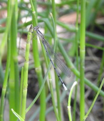 Argia lacrimans
