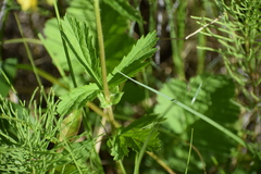 Geum macrophyllum perincisum