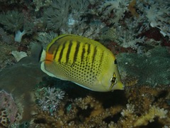 Chaetodon punctatofasciatus