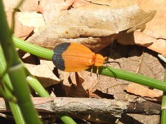 Lycus arizonensis