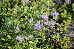 Astragalus laxmannii viciifolius