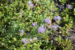 Astragalus laxmannii viciifolius