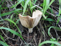 Rhodocybe piperita