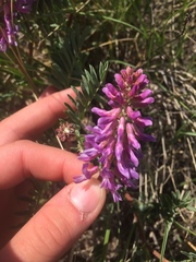 Astragalus bisulcatus