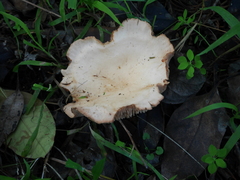 Rhodocybe piperita