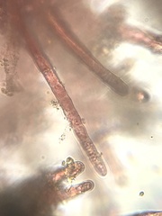 Rhodochorton purpureum