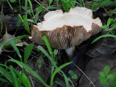 Rhodocybe piperita