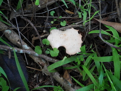 Rhodocybe piperita
