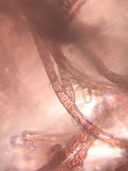 Rhodochorton purpureum