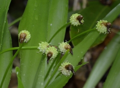 Carex fraseriana