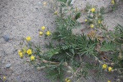 Potentilla bimundorum