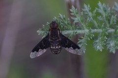 Hemipenthes morioides