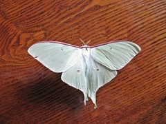Actias artemis