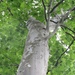 Platanus occidentalis - Photo (c) Janet Gingold,  זכויות יוצרים חלקיות (CC BY-NC), uploaded by Janet Gingold