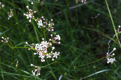 Asperula hirsuta