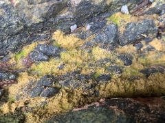 Ectocarpales