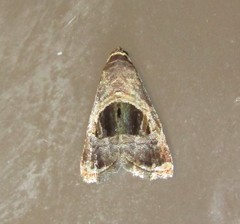 Tripudia rectangula