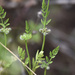 Knotted Hedgeparsley - Photo (c) elisa_y, some rights reserved (CC BY-NC), uploaded by elisa_y