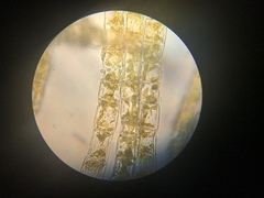 Ectocarpales