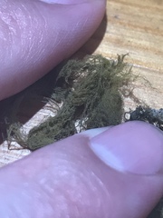 Ectocarpales