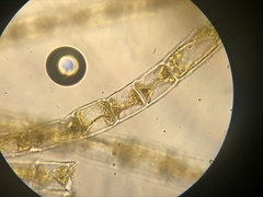 Ectocarpales