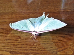 Actias artemis