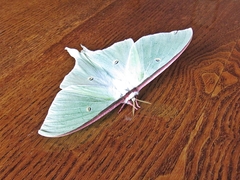 Actias artemis