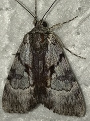 Catocala andromedae