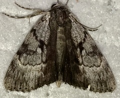 Catocala andromedae